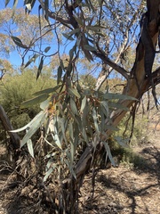 Eucalyptus cyanophylla
