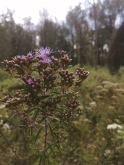 Chromolaena pulchella