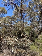 Eucalyptus cyanophylla