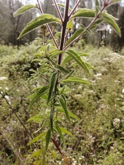 Chromolaena pulchella
