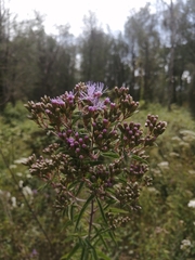 Chromolaena pulchella