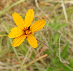 Zexmenia monocephala