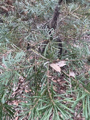 Banksia collina
