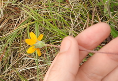 Zexmenia monocephala