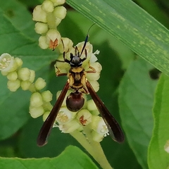 Myrmecopsis