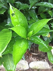 Brunfelsia grandiflora