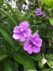Brunfelsia grandiflora