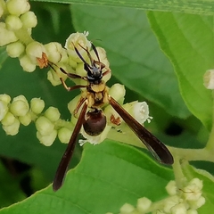 Myrmecopsis