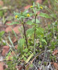 Sigesbeckia orientalis