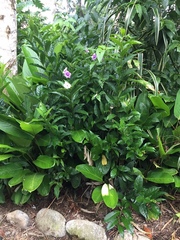 Brunfelsia grandiflora