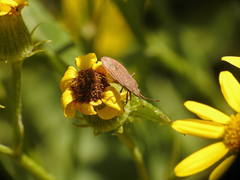 Althos pallescens