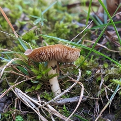Agaricales