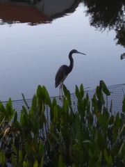Egretta tricolor image