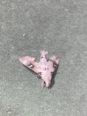 Madoryx oiclus