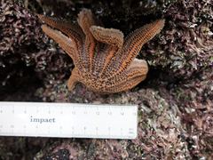 Stichaster australis