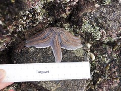 Stichaster australis