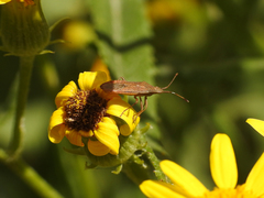 Althos pallescens