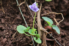 Viola banksii