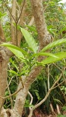 Tabernaemontana divaricata