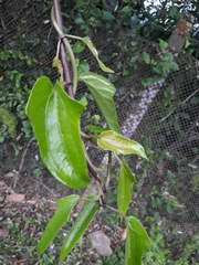 Mikania glomerata
