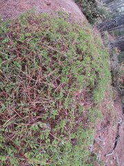 Arctostaphylos hookeri