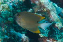 Ctenochaetus tominiensis