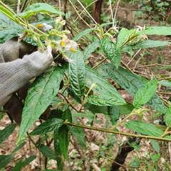 Solanum stelligerum