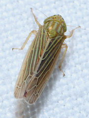 Graminella fitchii