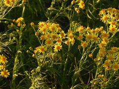 Senecio pampeanus