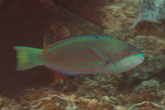 Scarus globiceps