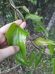 Mikania glomerata