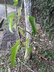 Mikania glomerata