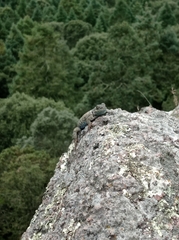 Sceloporus mucronatus