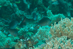 Chromis ternatensis