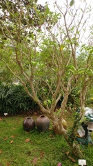 Tabernaemontana divaricata