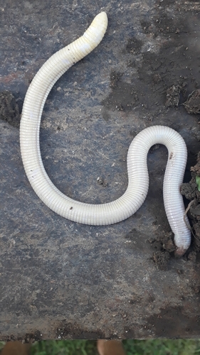 Darwin's Ringed Worm Lizard, Amphisbaena darwinii