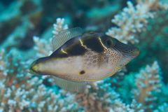 Paraluteres prionurus