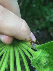 Iridopeplus pellucidipennis