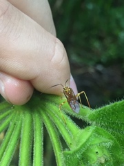 Iridopeplus pellucidipennis