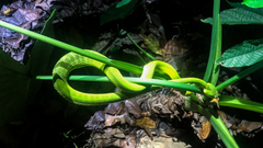 Trimeresurus albolabris