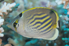 Chaetodon pelewensis