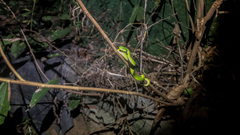 Trimeresurus albolabris