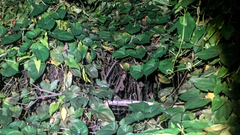 Trimeresurus albolabris