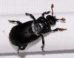Nicrophorus nigrita