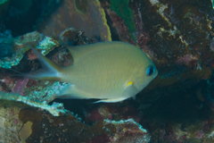 Pycnochromis amboinensis