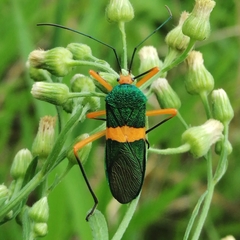 Paryphes