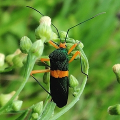 Paryphes