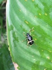 Paratriarius