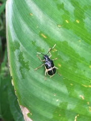 Paratriarius