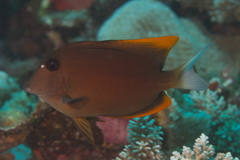 Ctenochaetus tominiensis